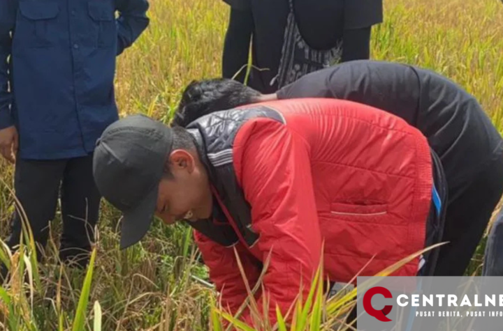 Enam mahasiswa Unja tingkatkan keahlian pertanian di Merauke.