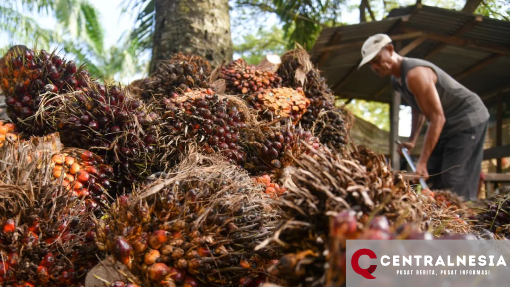 Permintaan dari India dan Tiongkok Picu Kenaikan Harga CPO November