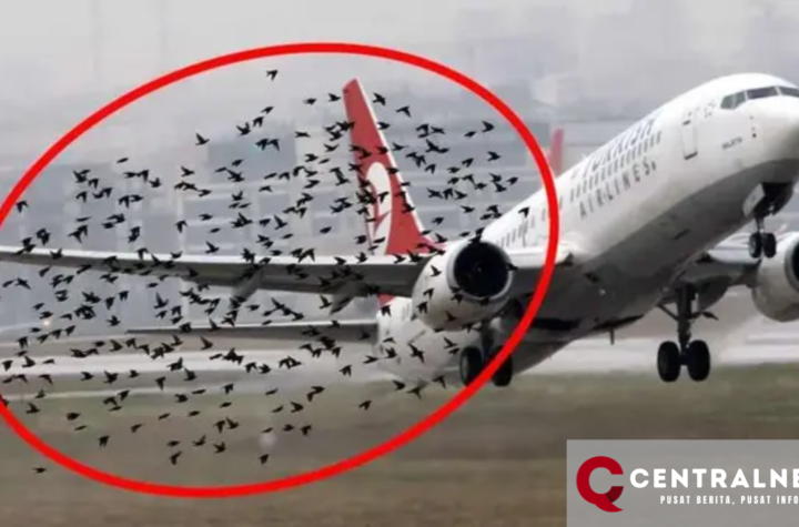 Tragedi Bird Strike: Menelusuri Penyebab Jatuhnya Pesawat Jeju Air yang Merenggut 179 Nyawa